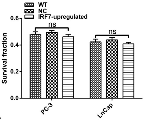 The colony formation assay of prostate cancer cells.jpg